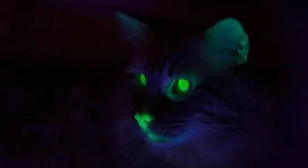 Gatos brilham no escuro? Estudo revela a fluorescência nos animais