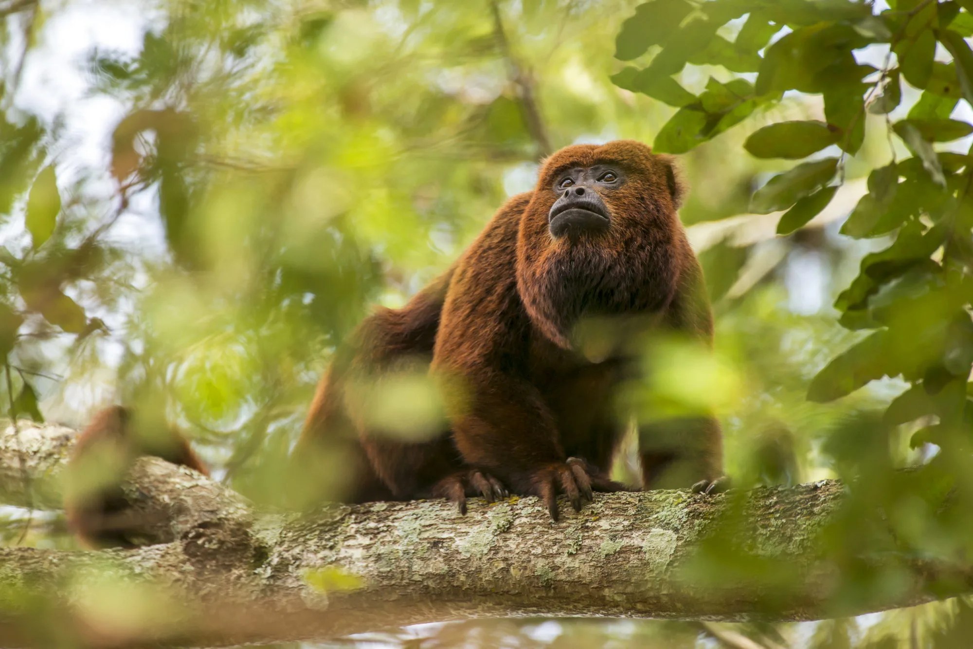 Bugio-ruivo macho com uma linda “barba”, sentado em uma árvore em Cachoeiro de Itapemirim, destacando-se como o macho alfa de seu grupo.