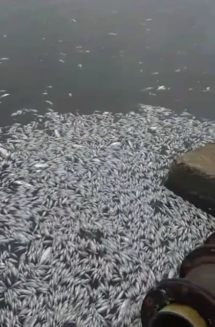 Peixes são encontrados mortos em lagoa na Serra; prefeitura aponta esgoto como causa