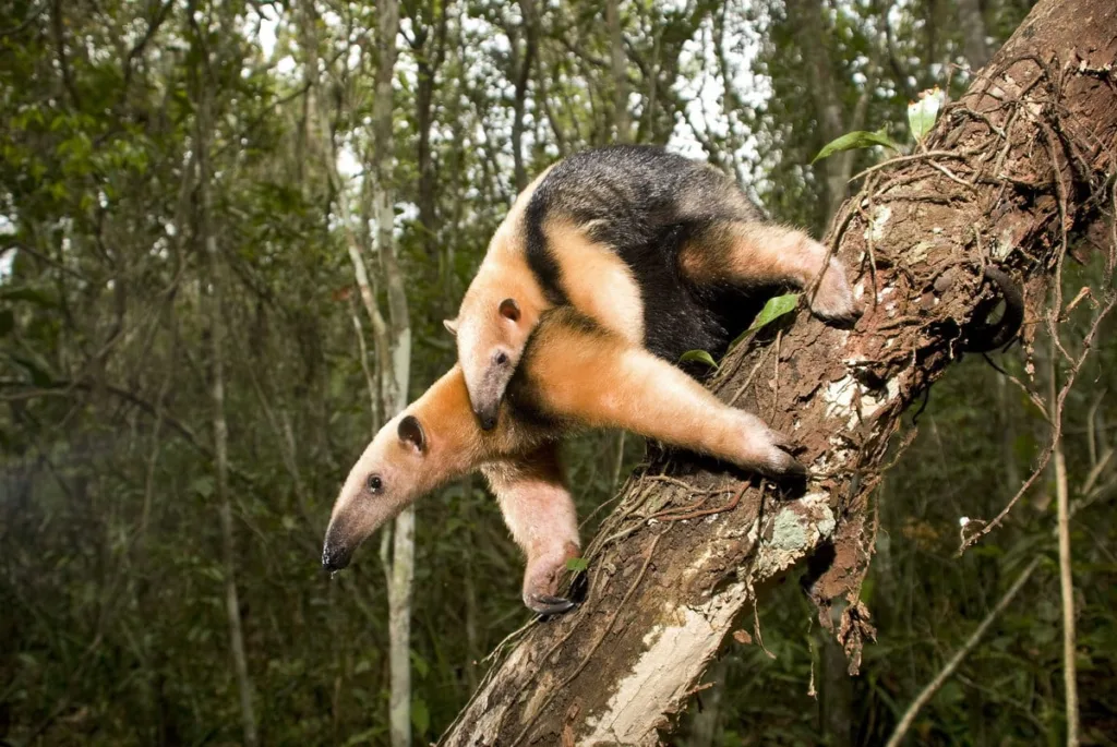 Amor Sob as Árvores: Um Retrato Encantador do Tamanduá-mirim e Seu Adorável Filhote na Selva.