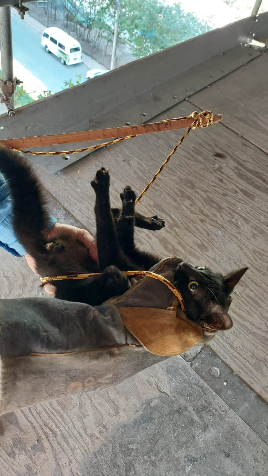 Gato "mascote" da Terceira Ponte é resgatado, mas foge em seguida