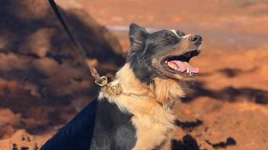 Responsável por localizar vítimas de Brumadinho e Mariana, cão Thor morre em MG