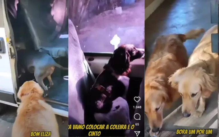 Cachorros obedecem à chamada na saída de creche em Vila Velha e vídeo viraliza