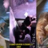 Cachorros obedecem à chamada na saída de creche em Vila Velha e vídeo viraliza