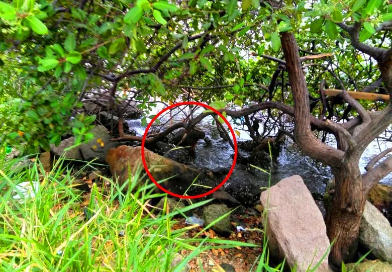 Aparecimento de Capivara chama atenção de pedestres na avenida Beira-Mar em Vitória