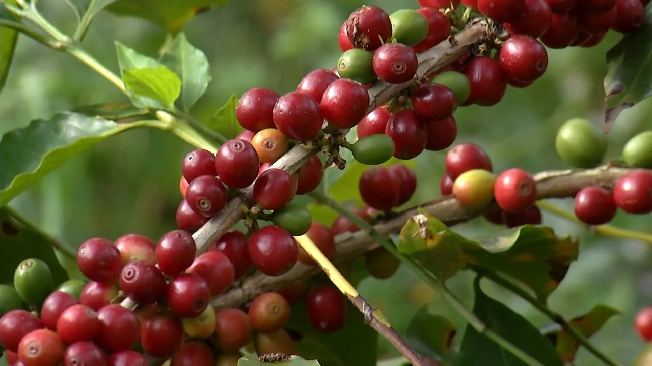 Cafés capixabas são destaque em evento na Praça do Papa