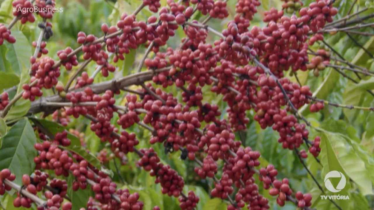 Reveja o Agro Business sobre produção de cafés especiais