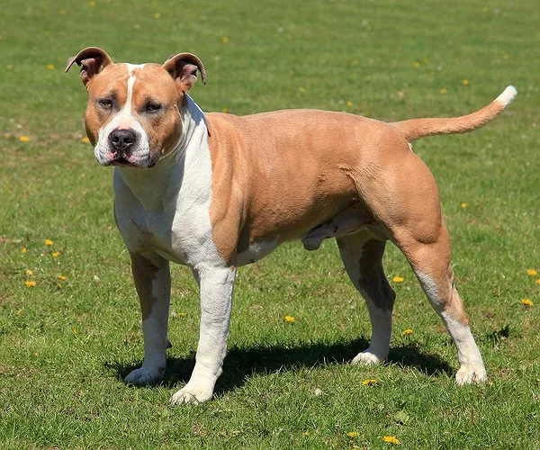 Viúva que invadiu casa para salvar cachorro abandonado é absolvida