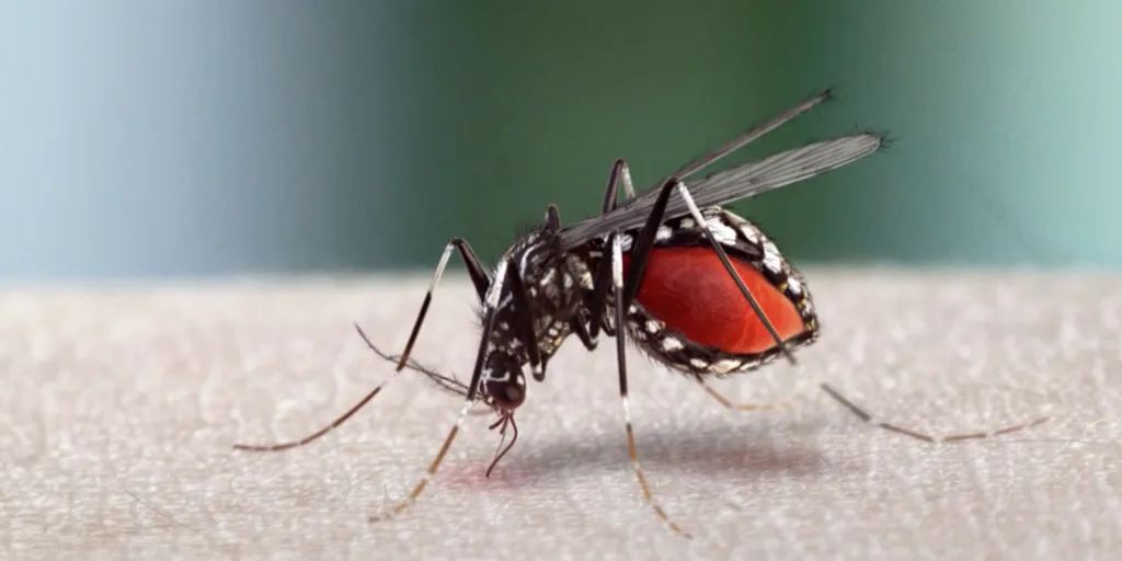 1600x800_PMSP_MOSQUITO_1