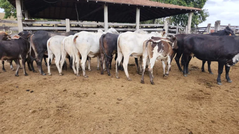 Gerente de fazenda é preso após esquema de furto de gado no ES