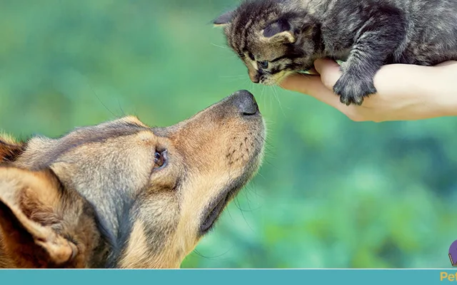 convivência entre cachorros e gatos