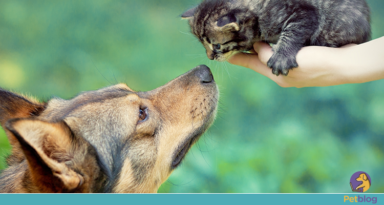 convivência entre cachorros e gatos