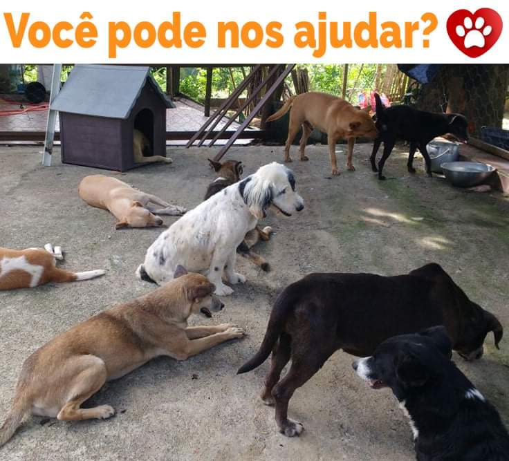 ONG de Guarapari arrecada doações para oferecer comida à animais resgatados