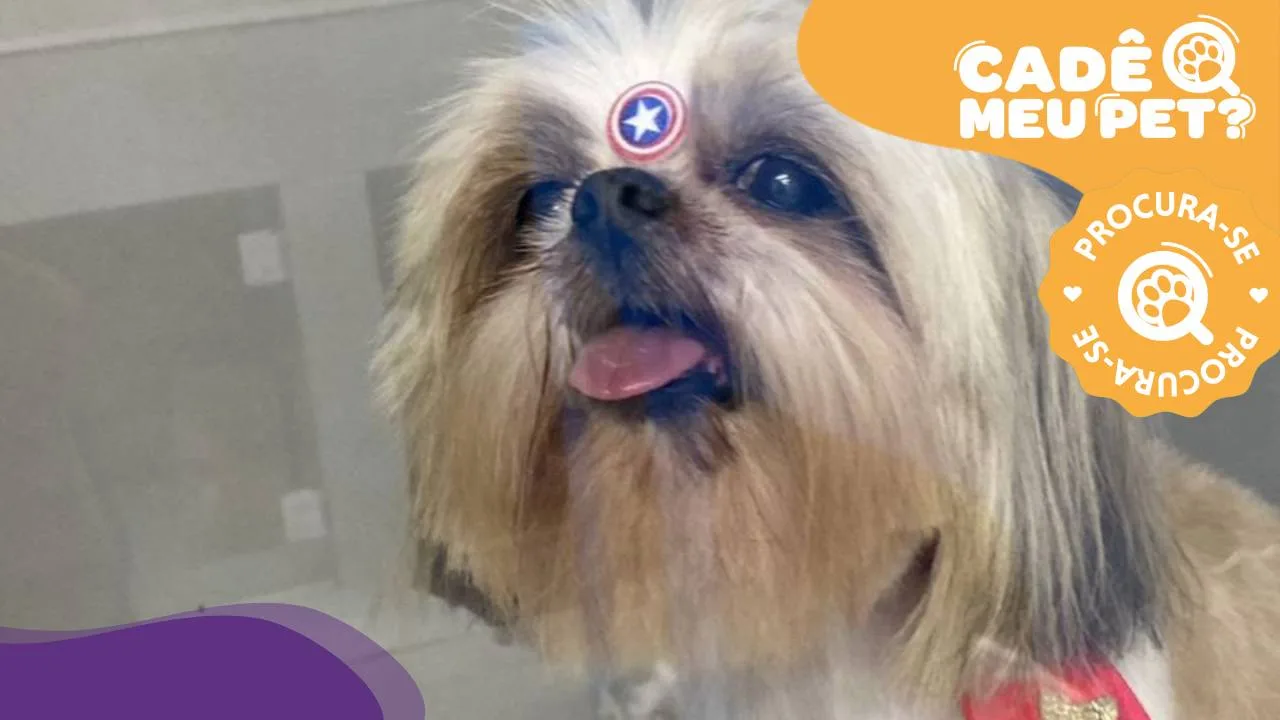 Jake: ajude a encontrar shih-tzu idoso que desapareceu em Vila Velha