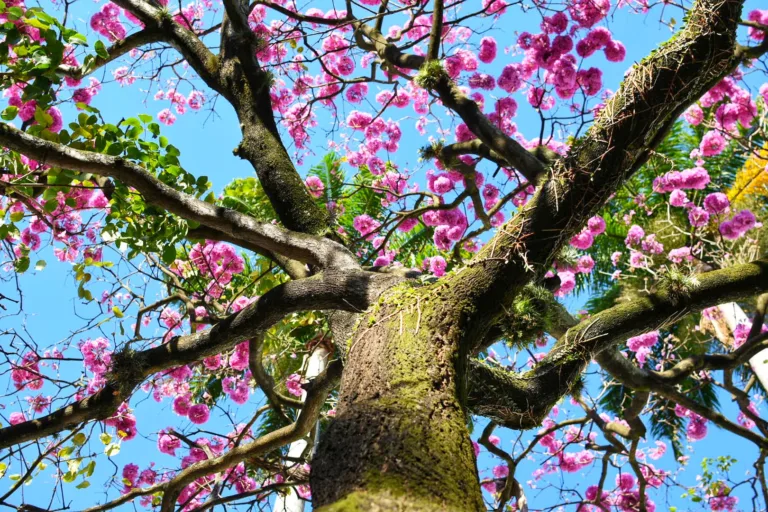 De dunas a cachoeiras: veja parques e outros lugares do ES para visitar na primavera