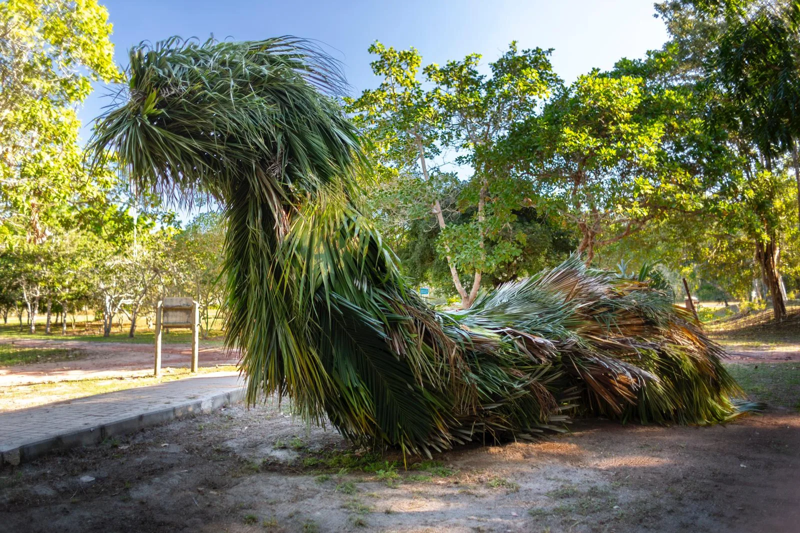 Museu Vale terá exposição com esculturas gigantes de folhagens