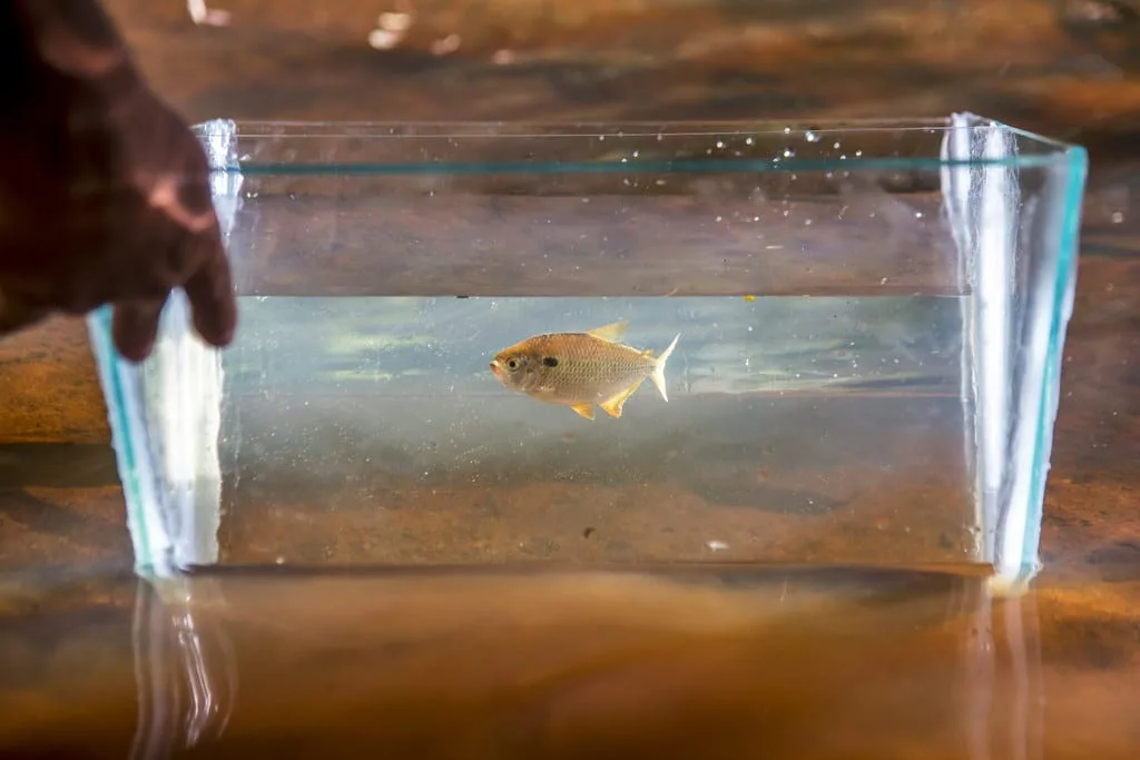 Equipamento especializado em forma de aquário triangular usado para fotografia científica de peixes no ambiente natural.Finalidade da Imagem: A imagem ilustra o uso de tecnologia especializada na fotografia de natureza, mostrando um aquário inovador projetado para a fotografia científica subaquática.