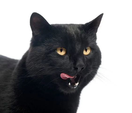 Gato mais rico do mundo, Blackie tem fortuna avaliada em quase R$ 115 milhões