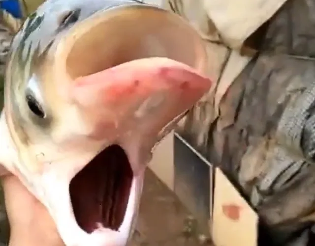 Vídeo | Carpa com duas cabeças e quatro olhos é encontrada e apelidada de "peixe Chernoby"