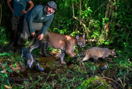 Onça é "capturada" em armadilha fotográfica