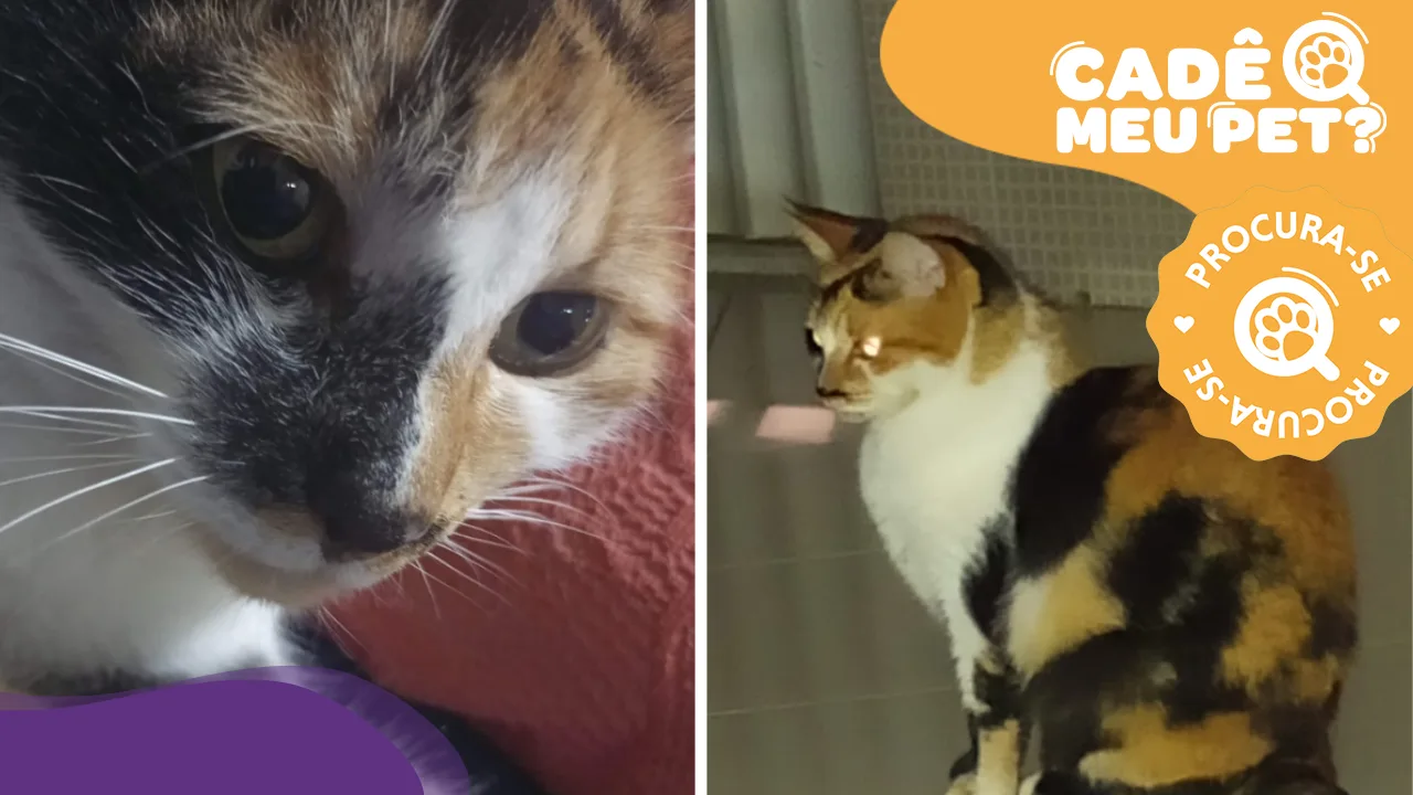 Você viu a Nina por aí? Gata sumiu na calçada de casa em Vitória