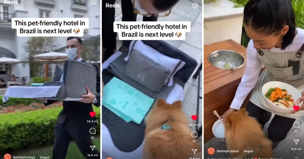 Vídeo: pets têm cama capitonê, lençol bordado e cardápio em hotel de luxo de SP Vídeo: pets têm cama capitonê, lençol bordado e cardápio em hotel de luxo de SP