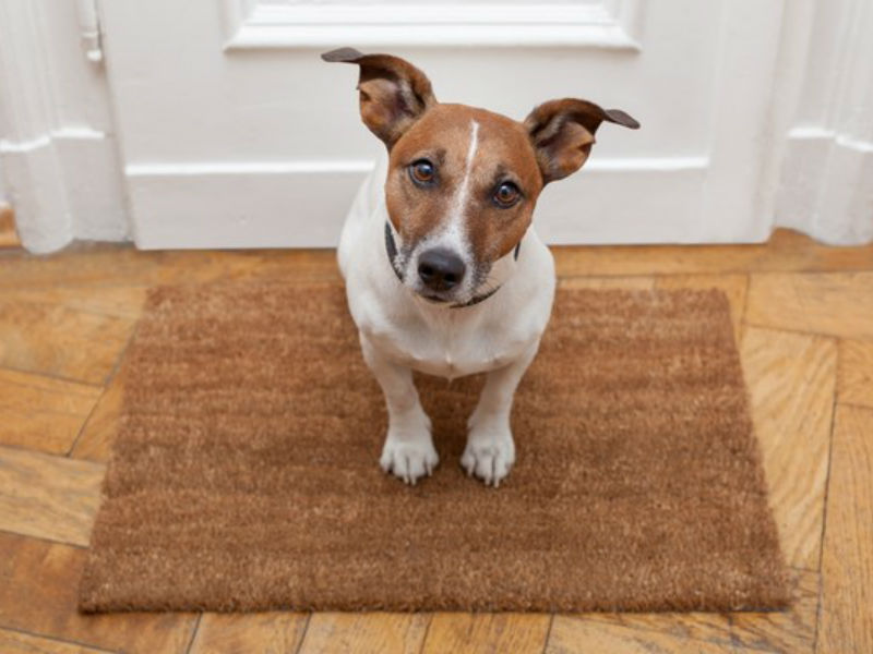 Confira 8 dicas na hora de deixar seu pet sozinho em casa