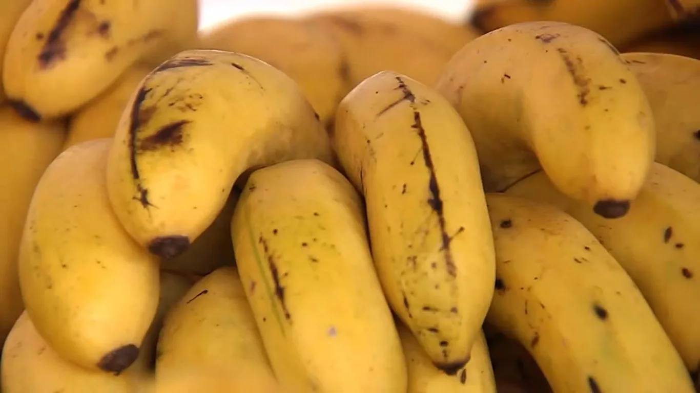 Agro Business: técnica de serva da banana, apicultura e muito mais. Reveja