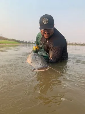 A pesca do pintado está proibida em todo o Brasil