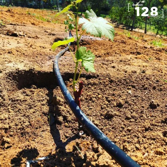 Produção de uvas gera expectativa para Guarapari