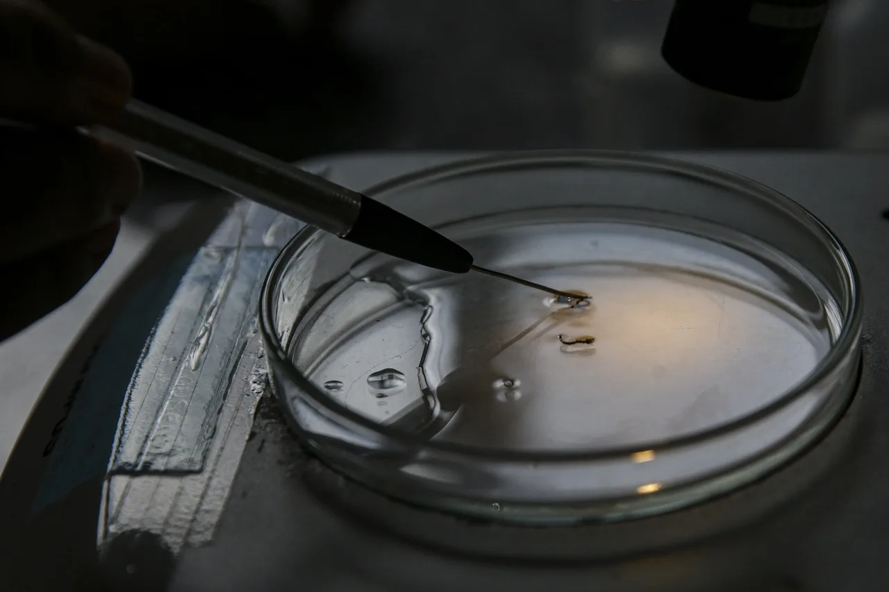 Brasília (DF), 29/02/2024 – Larvas são analisadas em laboratório da vigilância ambiental do DF para comprovação de que são do mosquito transmissor da dengue. Foto: Marcelo Camargo/Agência Brasil