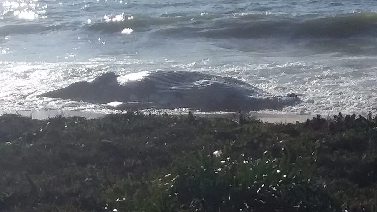 Baleia de 20 toneladas é encontrada morta em praia de Guarapari