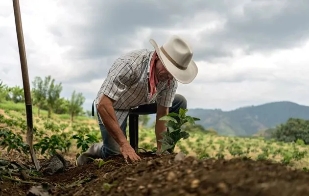 Mais de 35% dos produtores rurais não obtém crédito agrícola