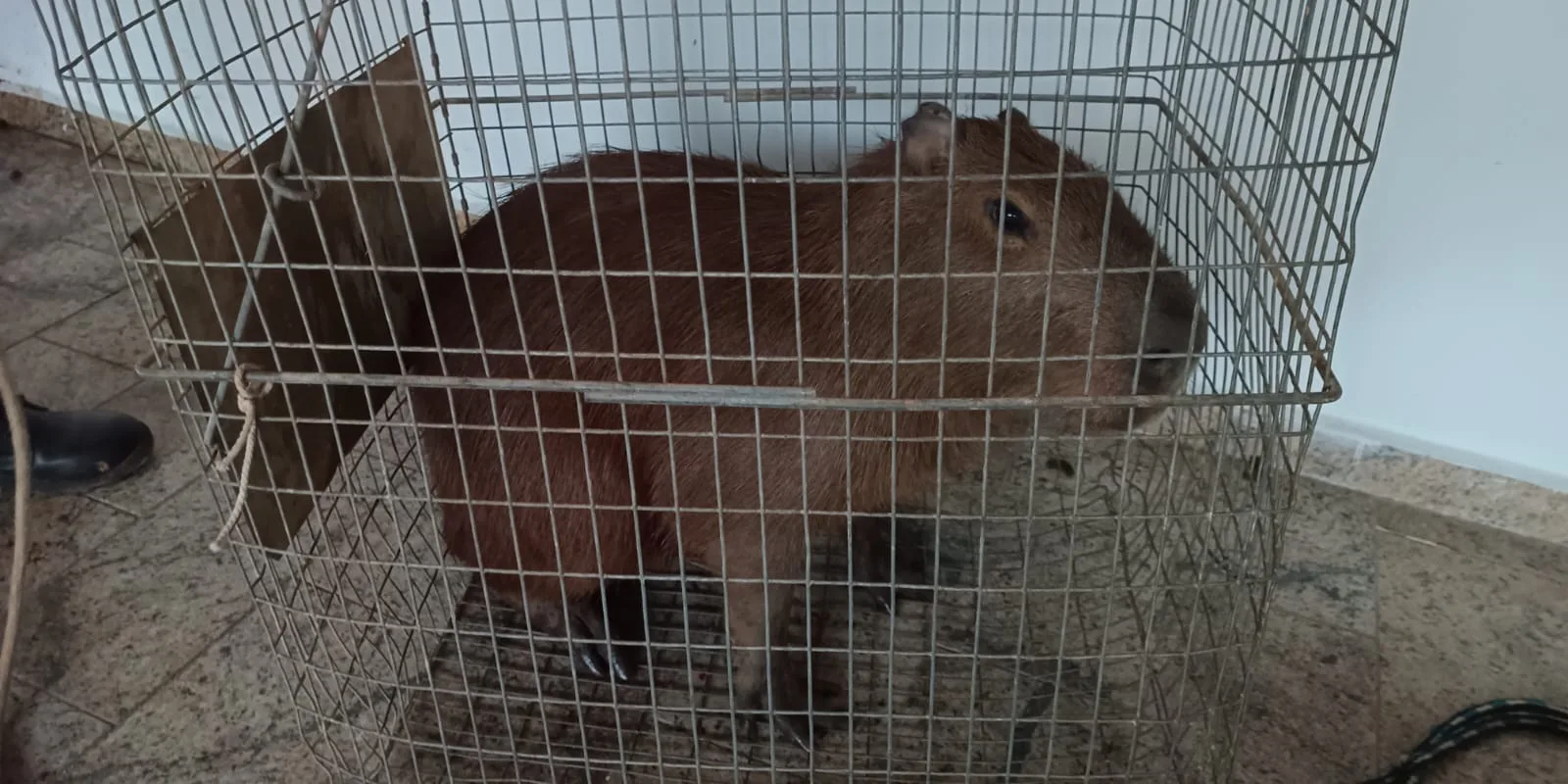 VÍDEO | Capivara é resgatada dentro de igreja no Sul do ES