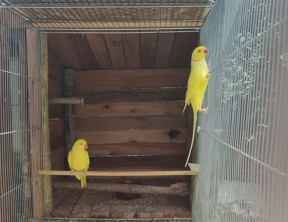 Mais de 60 aves silvestres e exóticas são apreendidas no Sul do ES