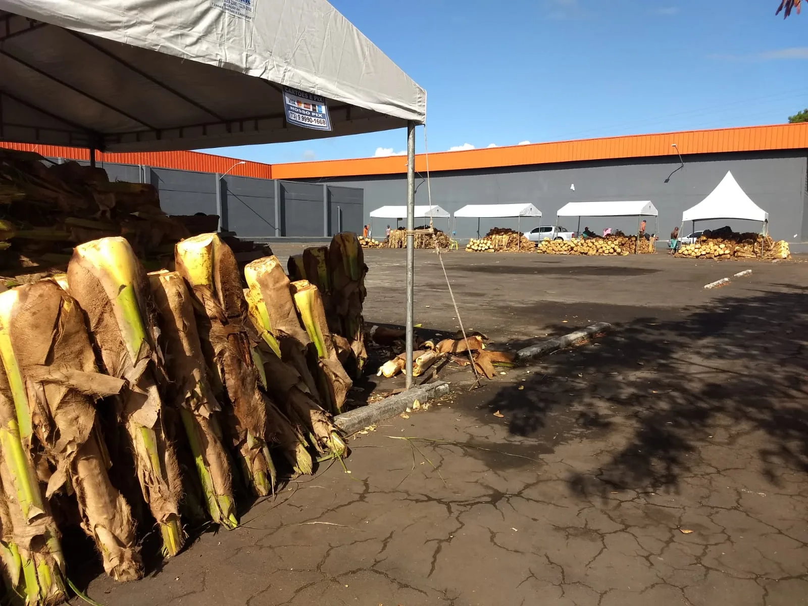 Semana Santa: veja onde comprar palmito in natura para a torta capixaba na Grande Vitória