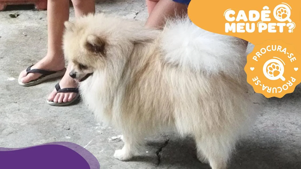 Spitz alemão de pelo dourado some na Serra e tutora pede ajuda