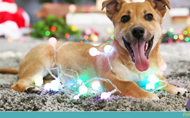 Festa de Natal com seu pet: Nada de deixá-lo de fora!