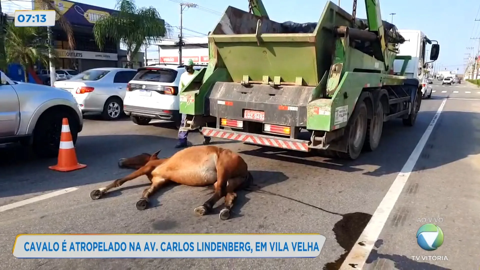 Cavalo é atropelado na Avenida Carlos Lindenberg, em Vila Velha