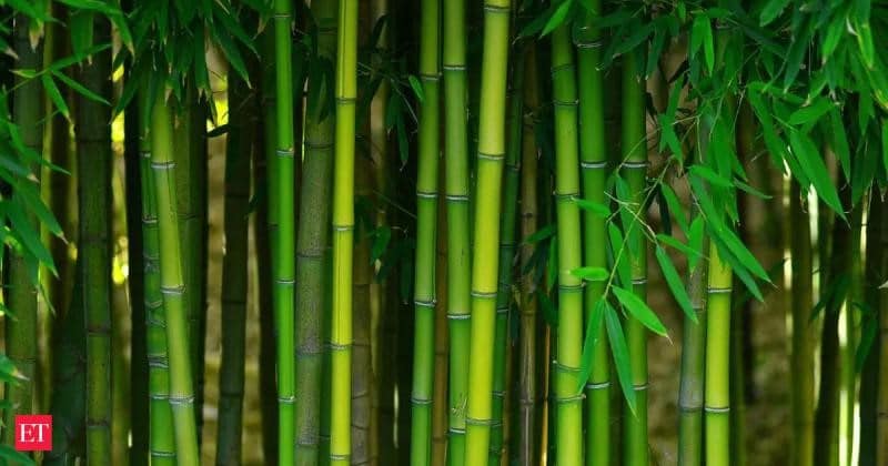 Dando um “bambu” no câmbio climático.