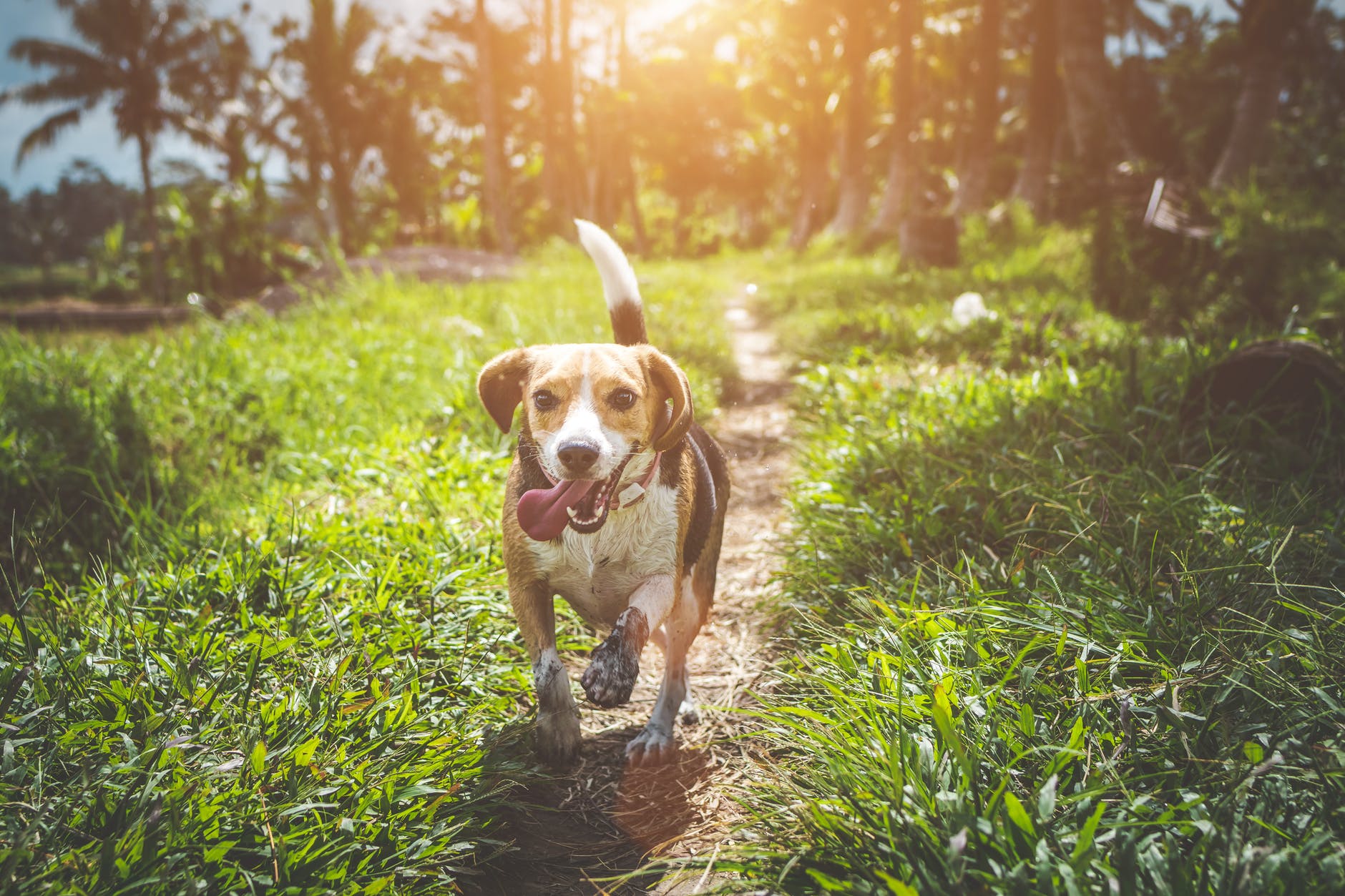 Quando o cão é muito mais que um pet