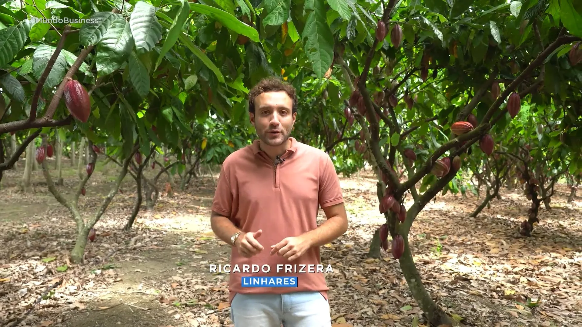 Producão de amêndoas de cacau na fazenda da Cacau Show, em Linhares