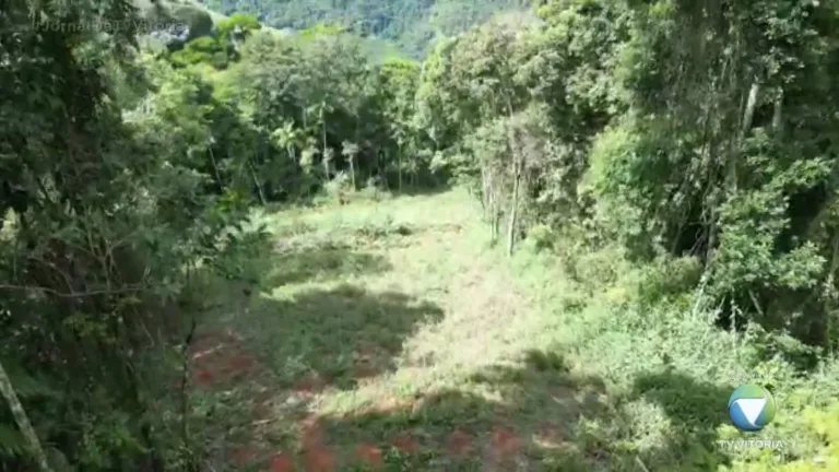 Área de Mata Atlântica destruída foi identificada no Espírito Santo