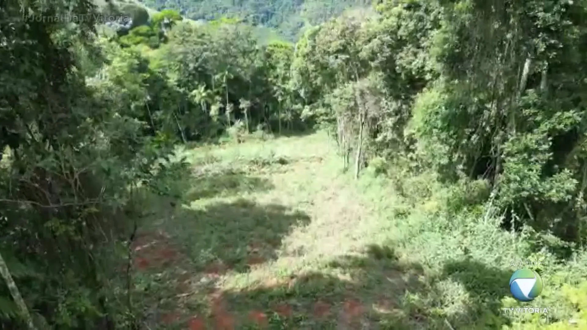 Área de Mata Atlântica destruída foi identificada no Espírito Santo