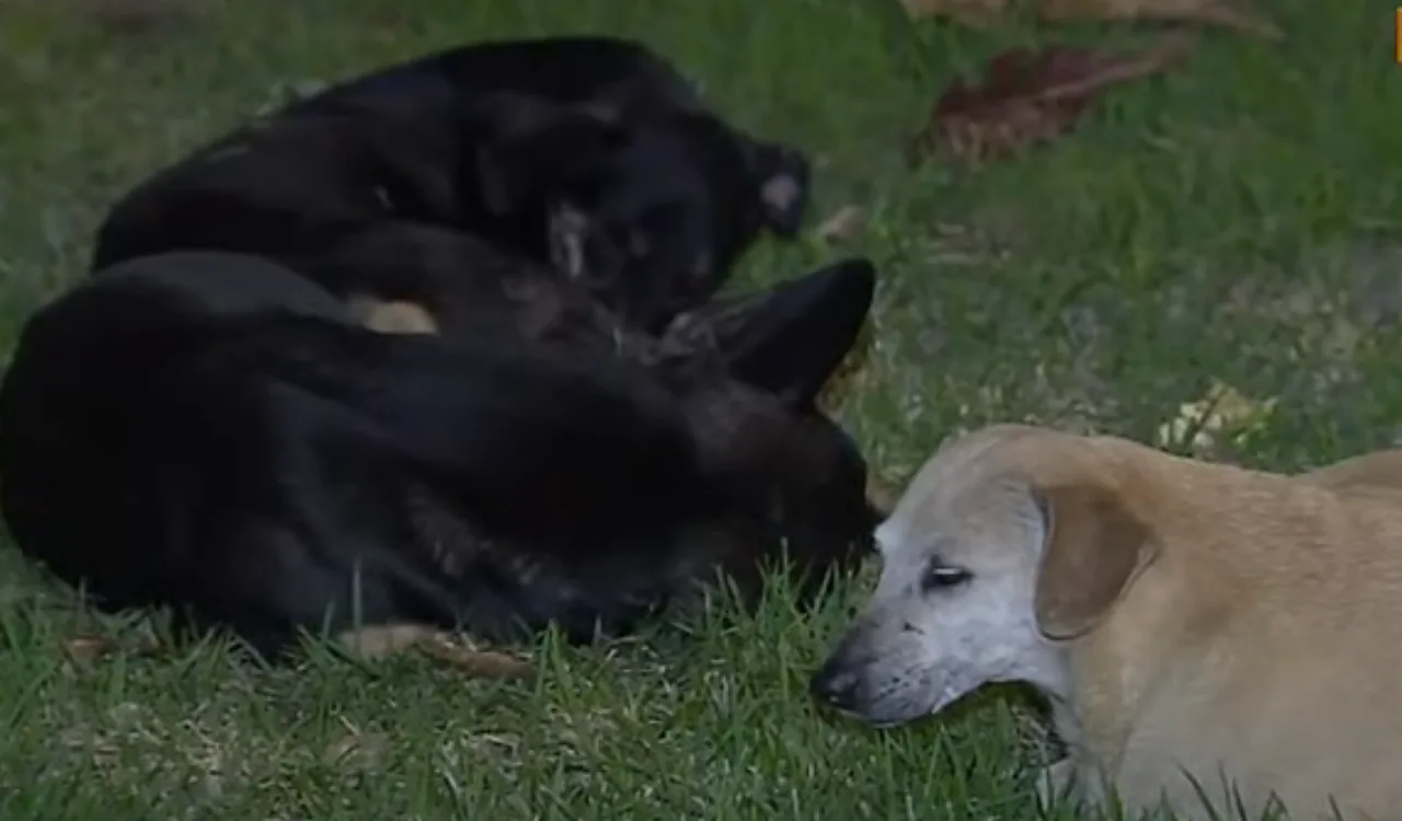 Estudante encontra cinco cachorros abandonados em rotatória de Vitória