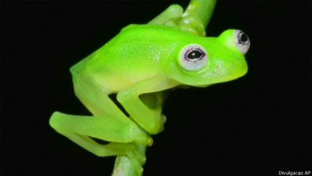 Nova espécie de rã transparente é encontrada na Costa Rica