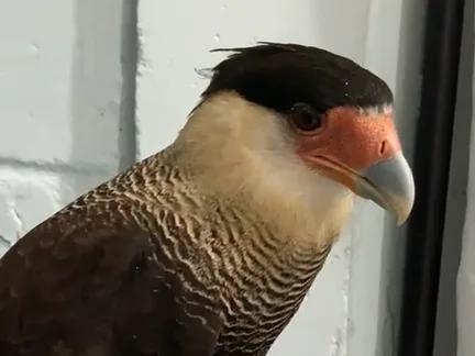 VÍDEO | Carcará é encontrado e resgatado em casa no município de São Mateus