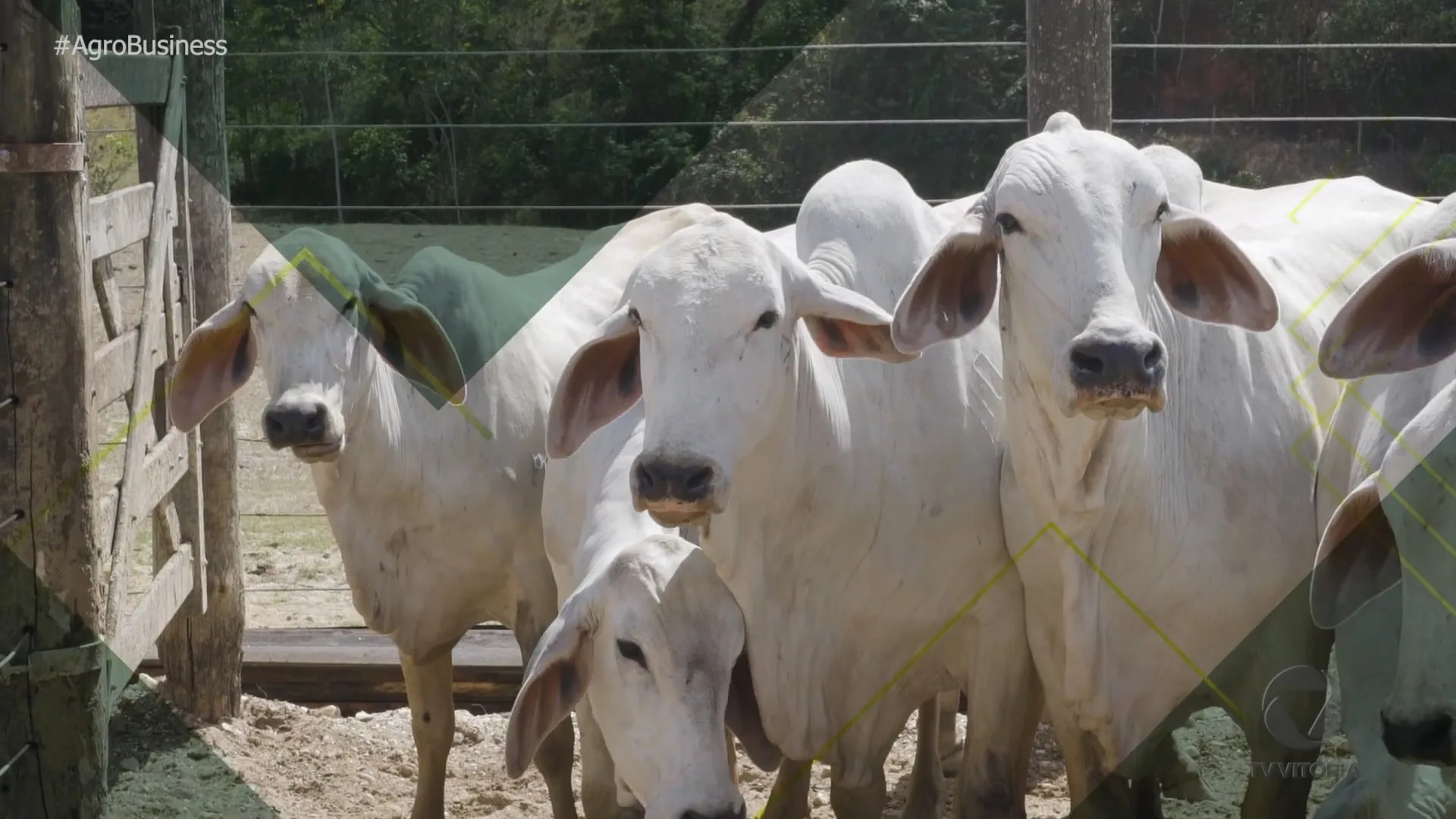 Agro Business T1E21 | Cultura Pomerana no ES; chuvas insuficientes contra a seca; granja suína