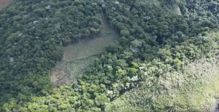 Foto: Polícia Militar Ambiental