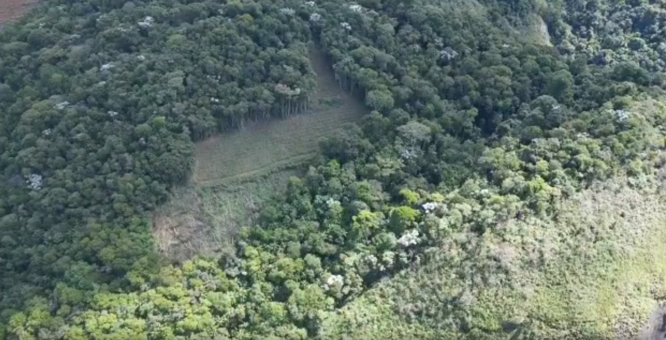 Brasil vai propor na COP-28 novo modelo de financiamento para preservação de florestas